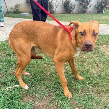Pumpkin -  Mixed Breed Dog for Adoption in Corinth, Mississippi - Pumpkin | PetCurious