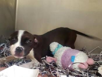 MIA -  Pit Bull Terrier and Mixed Breed Dog Available for Adoption in St. Louis, Missouri - MIA | PetCurious