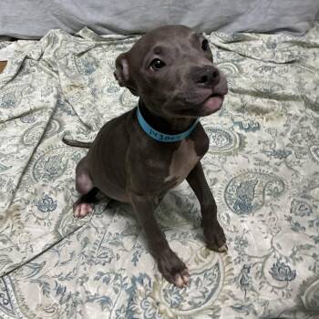 IVHS-Stray-143004 -  Pit Bull Terrier Dog for Adoption in San Gabriel, California - IVHS-Stray-143004 | PetCurious