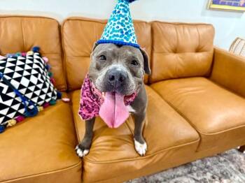 Thea Pretty Baby Loves Her Humans -  Pit Bull Terrier and American Bully Dog for Adoption in Friendswood, Texas - Thea Pretty Baby Loves Her Humans | PetCurious