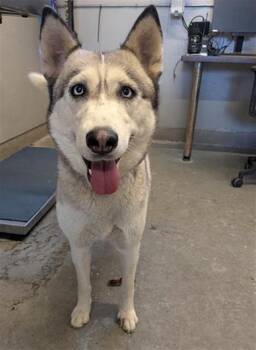 NORWAY -  Siberian Husky Dog for Adoption in Camarillo, California - NORWAY | PetCurious