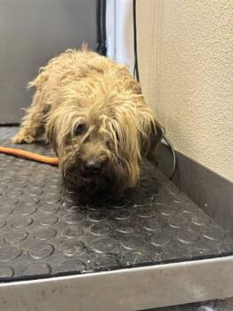 BENNY - ADOPTION PENDING -  Maltese and Mixed Breed Dog for Adoption in Ontario, California - BENNY - ADOPTION PENDING | PetCurious