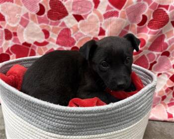 German Shepherd Dog and Mixed Breed Dogs Available for Adoption - SUMMER | PetCurious