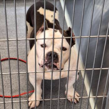 Muriel -  Terrier and English Bulldog Dog for Adoption in Montgomery, Alabama - Muriel | PetCurious