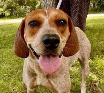 English Coonhound Dogs Available for Adoption in Washington, District Of Columbia - Gwen | PetCurious