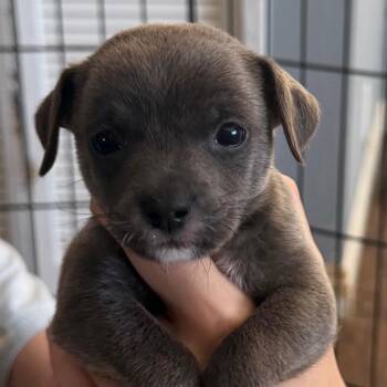 Bucky -  Chihuahua and Mixed Breed Dog for Adoption in Las Vegas, Nevada - Bucky | PetCurious
