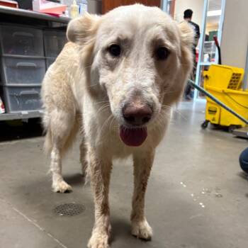 Yeti -  Great Pyrenees Dog for Adoption in Yuma, Arizona - Yeti | PetCurious