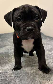 Jonathan -  Mixed Breed Dog for Adoption - Jonathan | PetCurious