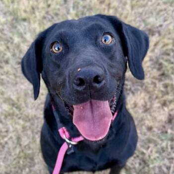 Vanta -  Mixed Breed Dog for Adoption in Bentonville, Arkansas - Vanta | PetCurious