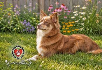 Catapillar -  Australian Shepherd and Border Collie Dog for Adoption in Joliet, Illinois - Catapillar | PetCurious