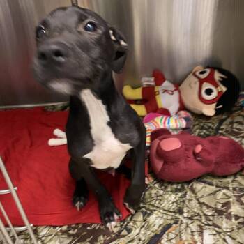 Nubbin -  Mixed Breed Dog for Adoption in Denison, Texas - Nubbin | PetCurious
