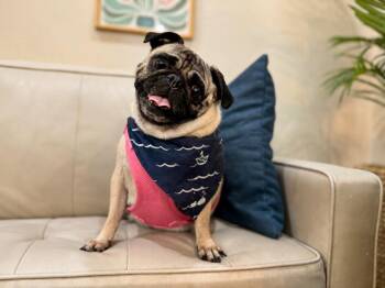 Olive Oil Tater Tot -  Pug Dog for Adoption in Friendswood, Texas - Olive Oil Tater Tot | PetCurious