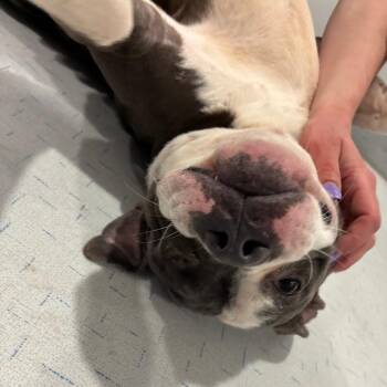 Mosby -  English Bulldog and Mixed Breed Dog for Adoption in Northbrook, Illinois - Mosby | PetCurious