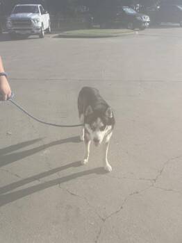 LOKY -  Mixed Breed Dog for Adoption in Dallas, Texas - LOKY | PetCurious