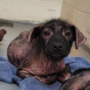 Suede -  Mixed Breed Dog for Adoption in Duncan, Oklahoma - Suede | PetCurious