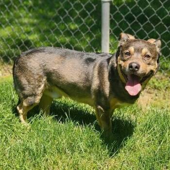 Chance -  Corgi Dog for Adoption in Stanley, Virginia - Chance | PetCurious