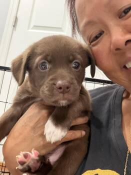 Andi -  Spaniel and Terrier Dog for Adoption in Willingboro, New Jersey - Andi | PetCurious