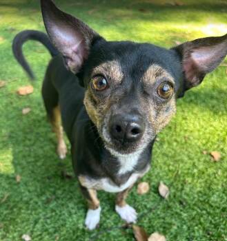Snickers -  Chihuahua Dog for Adoption in Palm Harbor, Florida - Snickers | PetCurious