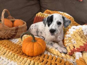 Rescue Australian Cattle Dog Blue Heeler and Jack Russell Terrier Dogs for Adoption in Liverpool, Texas - Target (Tar-jee) | PetCurious