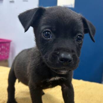 Chipmunk -  Retriever Dog for Adoption in Waxhaw, North Carolina - Chipmunk | PetCurious