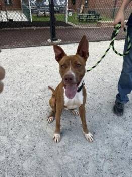 Rescue Pit Bull Terrier Dogs for Adoption in Philadelphia, Pennsylvania - Scout | PetCurious