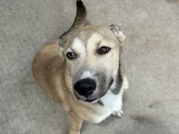 BROWNIE -  German Shepherd Dog Dog for Adoption in Tulsa, Oklahoma - BROWNIE | PetCurious