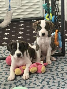 Terrier Dogs Available for Adoption - Luke | PetCurious