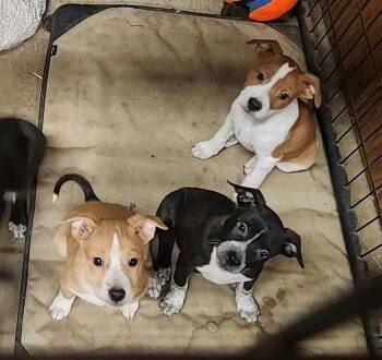 Pup -  Pit Bull Terrier and Australian Cattle Dog Blue Heeler Dog for Adoption in Goldendale, Washington - Pup | PetCurious