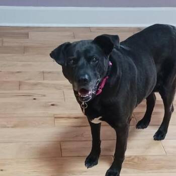 Violet -  Labrador Retriever Dog for Adoption in Port Barrington, Illinois - Violet | PetCurious