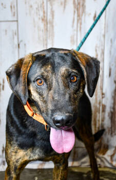 Rescue Hound and Retriever Dogs for Adoption in Yakima, Washington - Walter | PetCurious