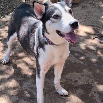 Grandpa -  Husky Dog for Adoption in Joshua, Texas - Grandpa | PetCurious