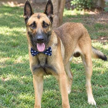 MELFOR GS -  German Shepherd Dog Dog for Adoption in Lucas, Texas - MELFOR GS | PetCurious
