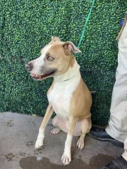 Boxer and Mixed Breed Dogs Available for Adoption - DAISY | PetCurious