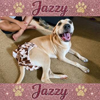 Jazzy -  Yellow Labrador Retriever Dog for Adoption in Shinnston, West Virginia - Jazzy | PetCurious
