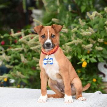 Tigger -  Hound Dog for Adoption in Wake Forest, North Carolina - Tigger | PetCurious