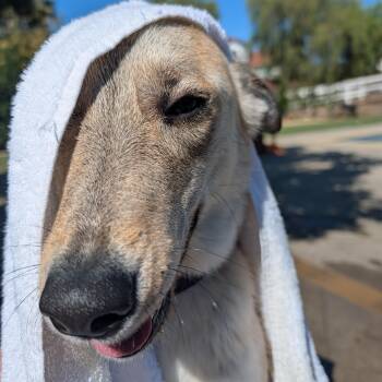 German Shepherd Dog and Australian Shepherd Dogs Available for Adoption - Clara | PetCurious