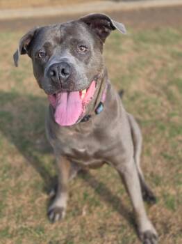 Pit Bull Terrier Dogs Available for Adoption - Nala | PetCurious