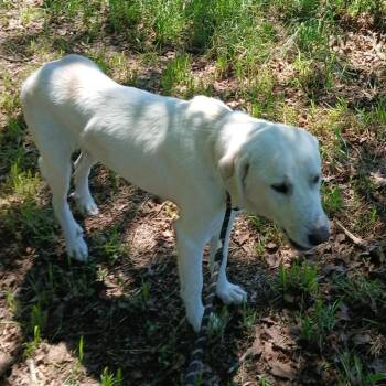 Great Pyrenees Dogs Available for Adoption in Wadena, Minnesota - Minerva | PetCurious