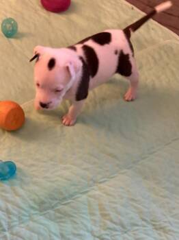 Life -  Mixed Breed Dog for Adoption - Life | PetCurious