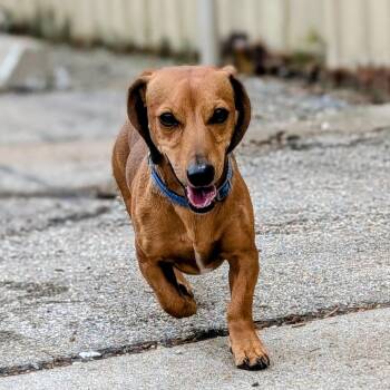 Dachshund Dogs Available for Adoption - Canelo | PetCurious