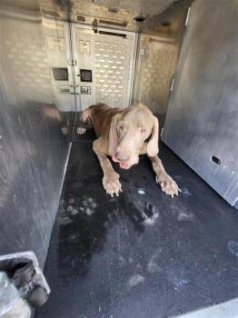 TOBY -  Great Dane Dog for Adoption in San Antonio, Texas - TOBY | PetCurious
