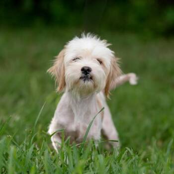 Sebastian -  Maltese Dog for Adoption in Springboro, Ohio - Sebastian | PetCurious