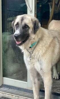Anatolian Shepherd Dogs Available for Adoption in Schertz, Texas - Odin  | PetCurious