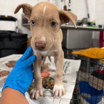 Regina -  Great Dane and Mixed Breed Dog for Adoption in Edinburg, Texas - Regina | PetCurious