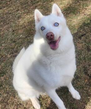 Rescue Husky Dogs for Adoption in Little Rock, Arkansas - DAKOTA JOE | PetCurious