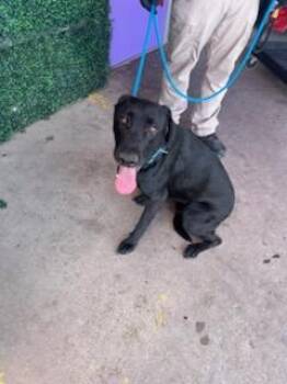 61155456 -  Labrador Retriever and Mixed Breed Dog for Adoption in El Paso, Texas - 61155456 | PetCurious
