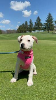 Mixed Breed Dogs Available for Adoption in Renfrew, Pennsylvania - Iris | PetCurious