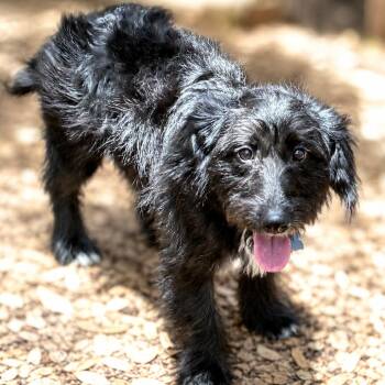 Ruffles -  Terrier and Corgi Dog for Adoption in Boerne, Texas - Ruffles | PetCurious