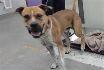 A2089676 -  Boxer and Mixed Breed Dog for Adoption in Houston, Texas - A2089676 | PetCurious