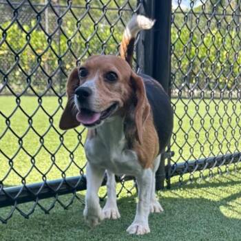 FZS9 4710 aka Cartier -  Beagle Dog for Adoption in Loxahatchee Groves, Florida - FZS9 4710 Aka Cartier | PetCurious